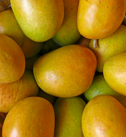 Alphonso Mango