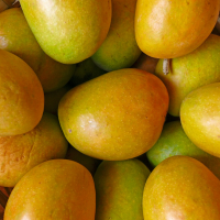 Alphonso Mango