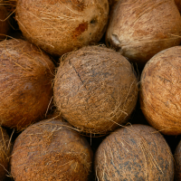 Fresh Coconuts