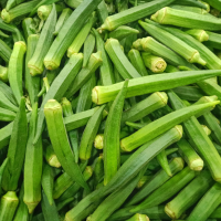 Lady Finger